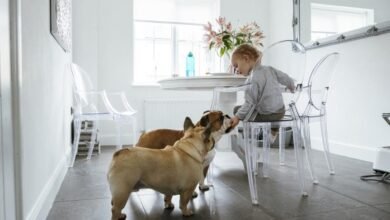 강아지가 고구마를 먹어도 되나요?