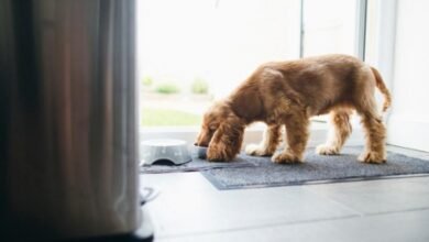 강아지가 고양이 사료를 먹어도 안전한가요?