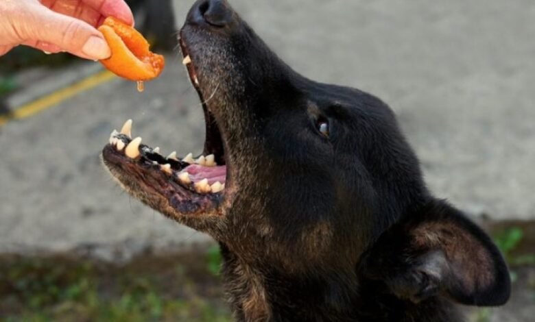 강아지가 복숭아를 먹어도 되나요?  |  PetMD