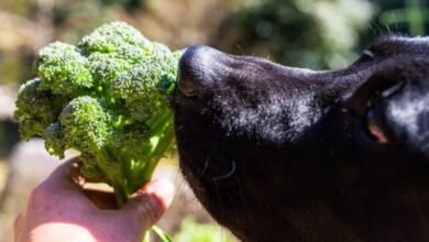 강아지가 브로콜리를 먹어도 되나요?  |  PetMD