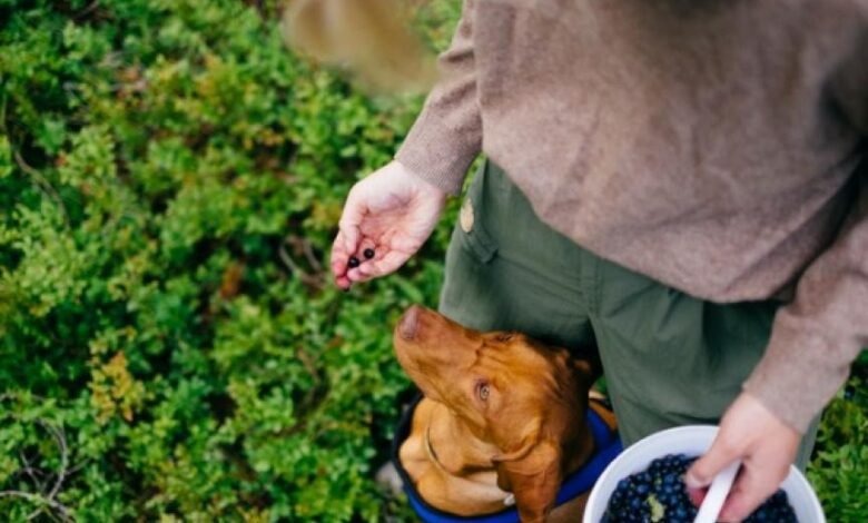 강아지가 블루베리를 먹어도 되나요?  |  PetMD