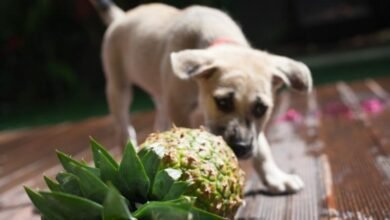 강아지가 파인애플을 먹어도 되나요?  |  PetMD