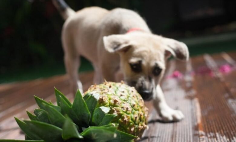 강아지가 파인애플을 먹어도 되나요?  |  PetMD