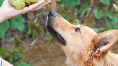 강아지가 포도를 먹어도 되나요?  |  PetMD