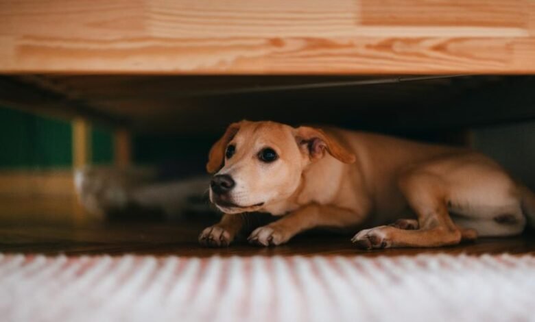 개와 강아지의 불안 징후 |  PetMD