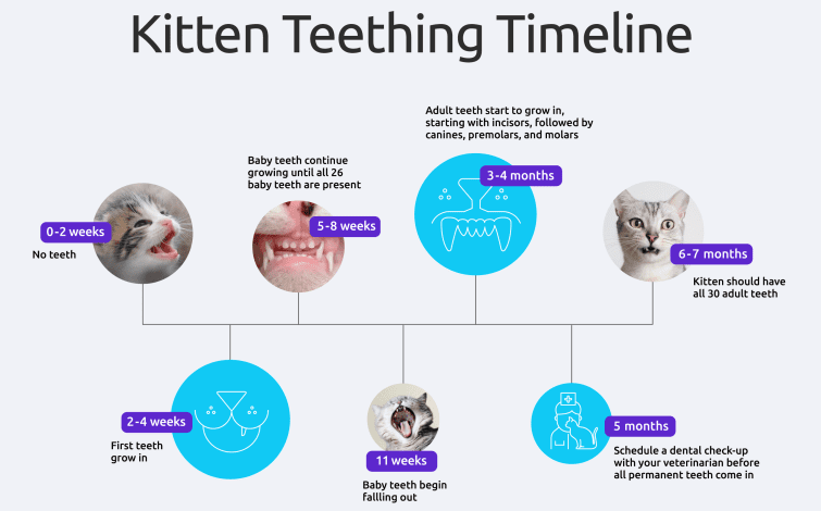 고양이의 치아의 단계를 보여주는 다이어그램
