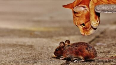 고양이 식습관 |  기본 부품