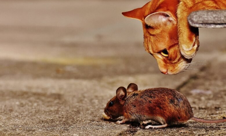 고양이 식습관 |  기본 부품