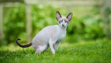 고양이-애호가가-알아야-할-10가지-Cornish-Rex-사실