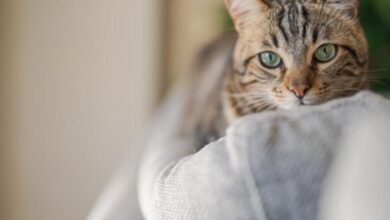 민감한 위장을 위한 최고의 고양이 식품