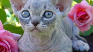 Minskin_Kitten_Female_blue_tabby_color 패턴