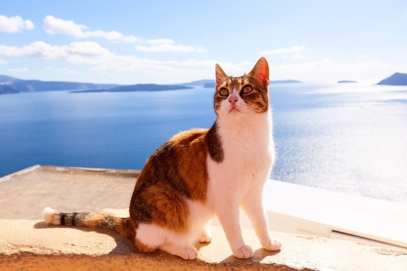 에게 해 Cat_pinggr_shutterstock