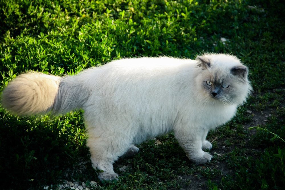 가장 저렴한 고양이 품종 10가지(사진 포함)