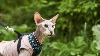 10 가지 러시아 고양이 품종 : 개요 (사진 포함)