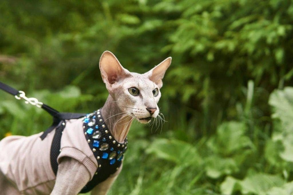 10 가지 러시아 고양이 품종 : 개요 (사진 포함)