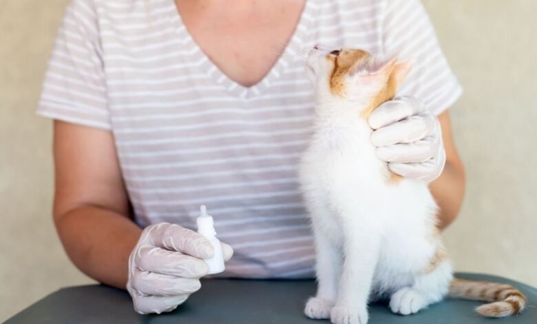 고양이 주인이 안약으로 치료 중