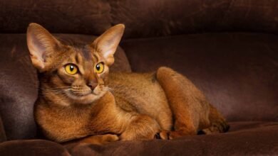 abyssinian amusedoxi.gmail .com