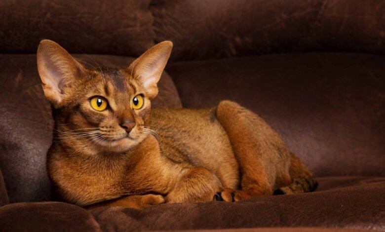 abyssinian amusedoxi.gmail .com